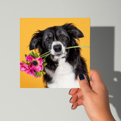 Algemene kaart met Border Collie
