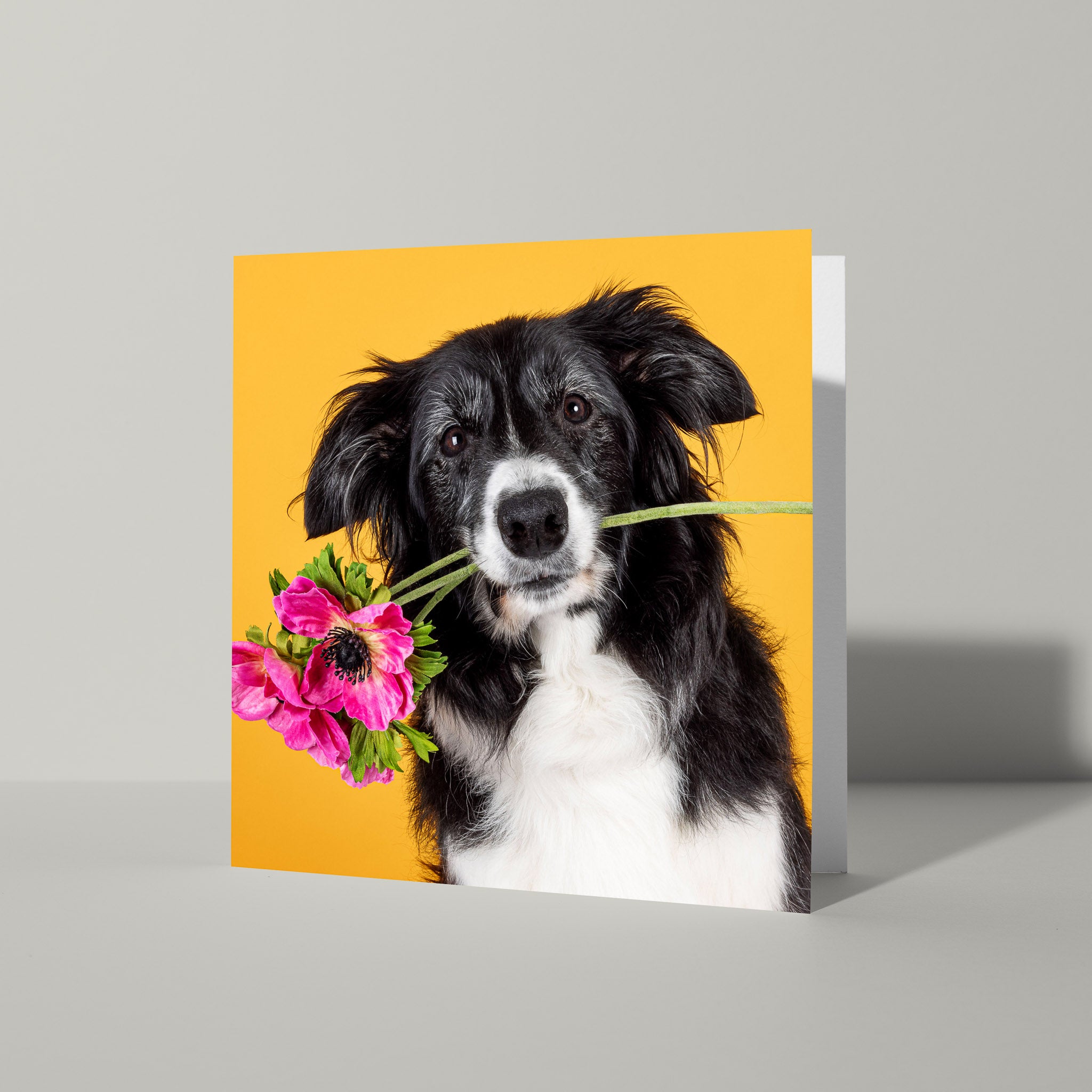 Algemene kaart met Border Collie