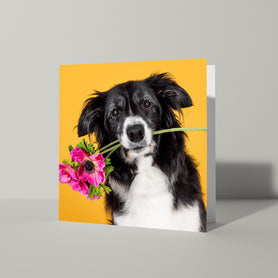 Algemene kaart met Border Collie