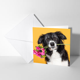 Algemene kaart met Border Collie