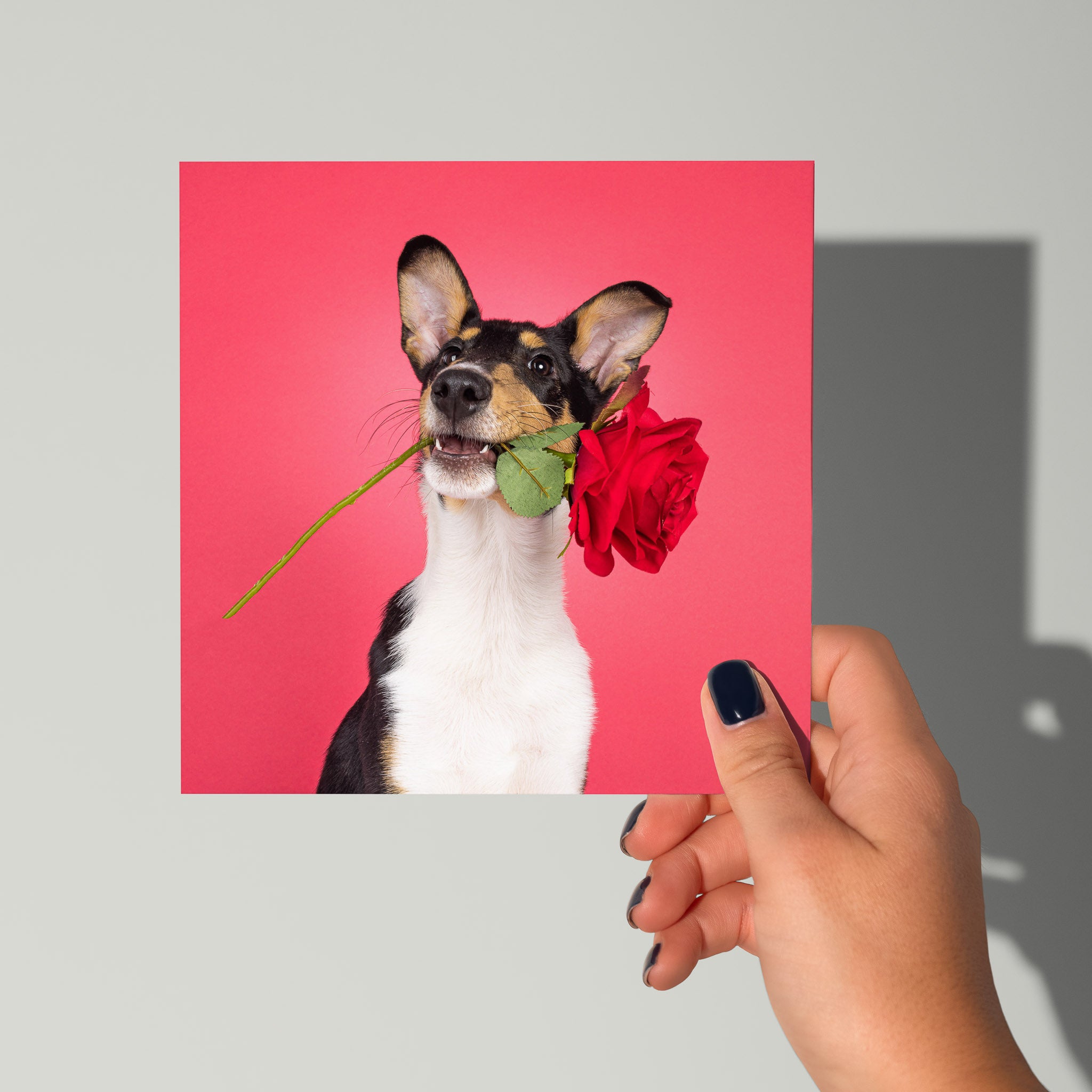 Algemene kaart met Smooth Collie