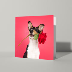 Algemene kaart met Smooth Collie