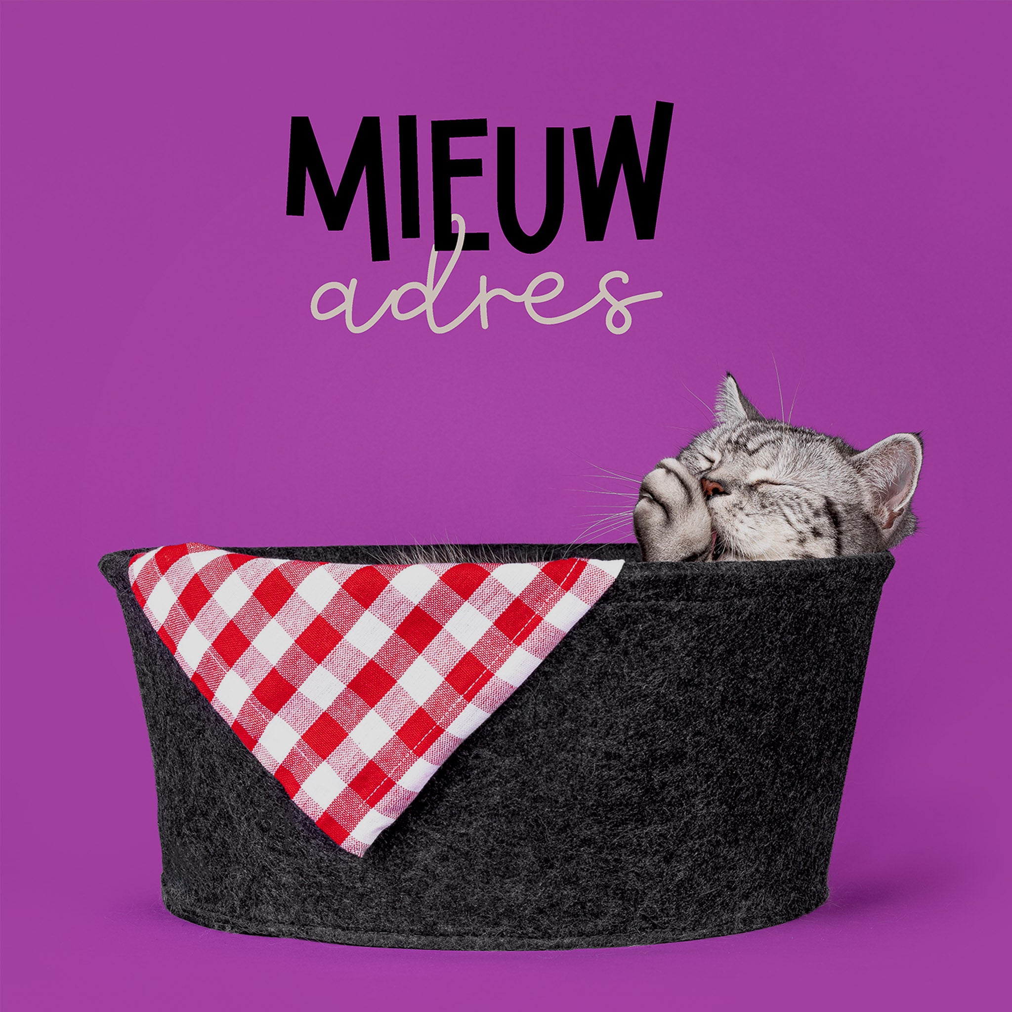 Verhuiskaart met kat - Cat'chy Store